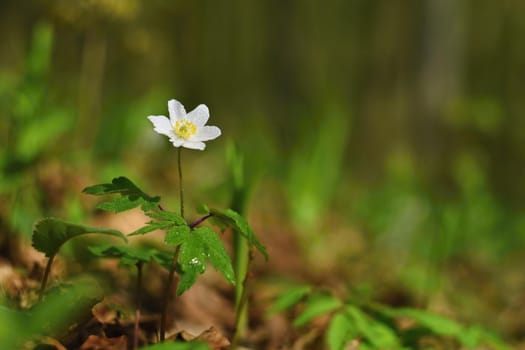 Spring white flowers in the grass Anemone (Isopyrum thalictroides)