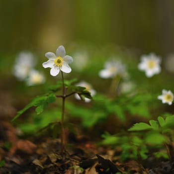 Spring white flowers in the grass Anemone (Isopyrum thalictroides)