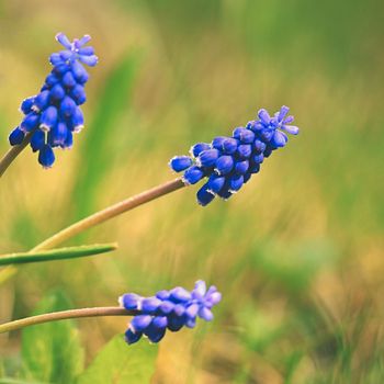 Beautiful spring blue flower grape hyacinth with sun and green grass. Macro shot of the garden with a natural blurred background.(Muscari armeniacum) 