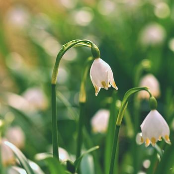 Spring snowflakes flowers. ( leucojum vernum carpaticum) Beautiful blooming flowers in forest with natural colored background.