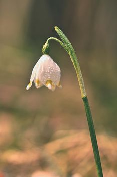 Spring snowflakes flowers. ( leucojum vernum carpaticum) Beautiful blooming flowers in forest with natural colored background.