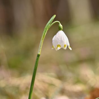 Spring snowflakes flowers. ( leucojum vernum carpaticum) Beautiful blooming flowers in forest with natural colored background.