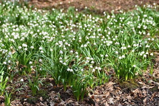 Spring snowflakes flowers. ( leucojum vernum carpaticum) Beautiful blooming flowers in forest with natural colored background.