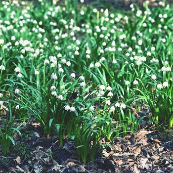 Spring snowflakes flowers. ( leucojum vernum carpaticum) Beautiful blooming flowers in forest with natural colored background.