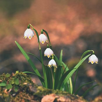 Spring snowflakes flowers. ( leucojum vernum carpaticum) Beautiful blooming flowers in forest with natural colored background.