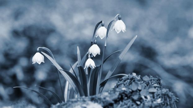 Spring snowflakes flowers. ( leucojum vernum carpaticum) Beautiful blooming flowers in forest with natural colored background.