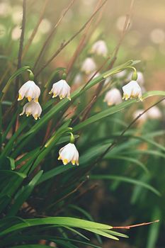 Spring snowflakes flowers. ( leucojum vernum carpaticum) Beautiful blooming flowers in forest with natural colored background.