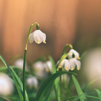 Spring snowflakes flowers. ( leucojum vernum carpaticum) Beautiful blooming flowers in forest with natural colored background.