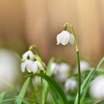 Spring snowflakes flowers. ( leucojum vernum carpaticum) Beautiful blooming flowers in forest with natural colored background.