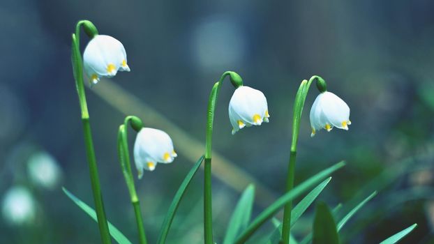 Spring snowflakes flowers. ( leucojum vernum carpaticum) Beautiful blooming flowers in forest with natural colored background.