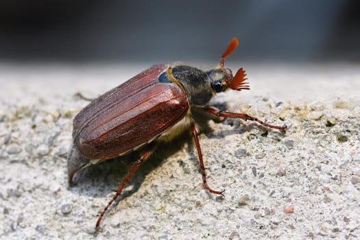 Beautiful beetle in nature. Cockchafer. Macro shot.