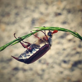 Beautiful beetle in nature. Cockchafer. Macro shot.