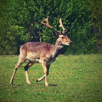 Fallow - fallow deer. (Dama dama ) Beautiful natural background with animals. Sunset. 