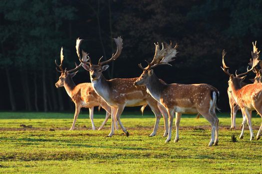 Fallow - fallow deer. (Dama dama ) Beautiful natural background with animals. Forest and sunset. 