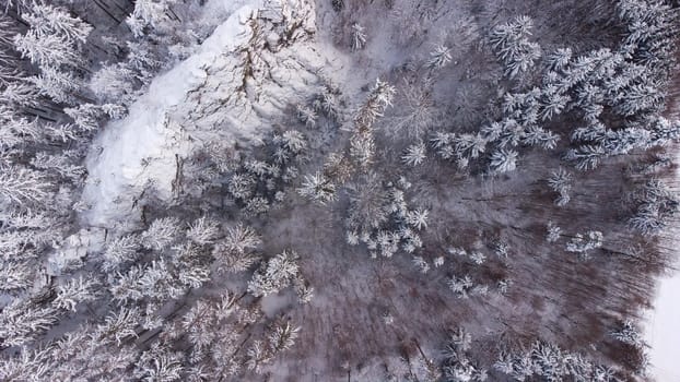 Winter landscape with forest and snow from above from a drone.