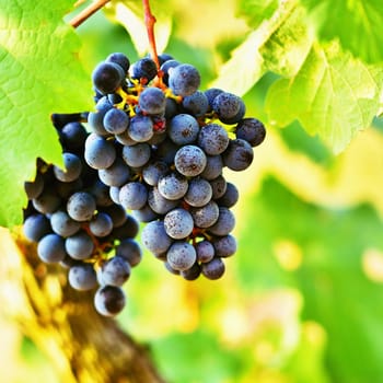 Vineyards at sunset in autumn harvest. Ripe grapes.Wine Region, Southern Moravia - Czech Republic. Vineyard under Palava.