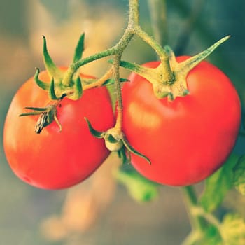 Beautiful ripe red tomatoes on a shrub.