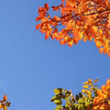 Autumn. Natural seasonal colored leaves. Colorful foliage in the park.