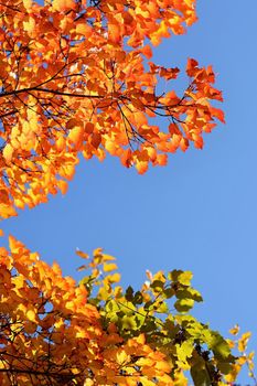 Autumn. Natural seasonal colored leaves. Colorful foliage in the park.