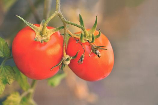 Beautiful ripe red tomatoes on a shrub.