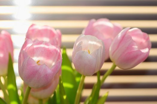 Spring flowers. Beautiful gift of love. Pink-white tulips. Background for spring season and Valentine's Day.