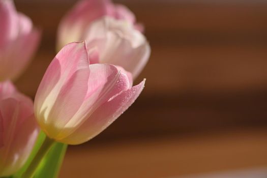 Spring flowers. Beautiful gift of love. Pink-white tulips. Background for spring season and Valentine's Day.