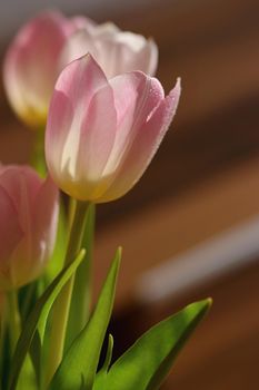 Spring flowers. Beautiful gift of love. Pink-white tulips. Background for spring season and Valentine's Day.