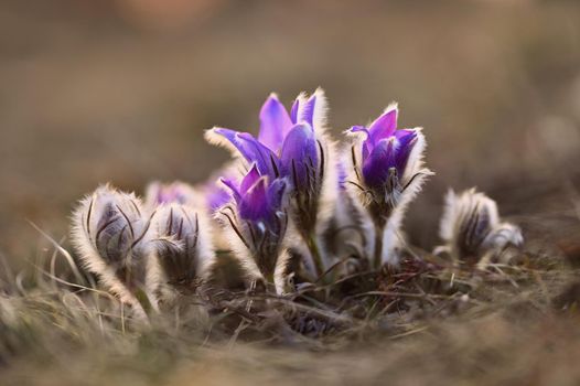 Spring flowers. Beautifully blossoming pasque flower and sun with a natural colored background. (Pulsatilla grandis)