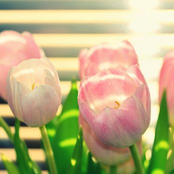 Spring flowers. Beautiful gift of love. Pink-white tulips. Background for spring season and Valentine's Day.