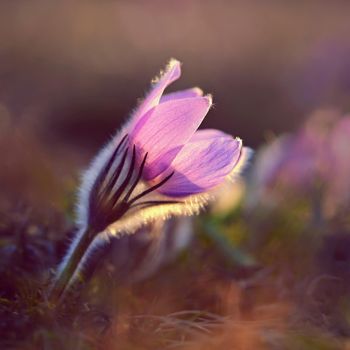 Springtime and spring flower. Beautiful purple little furry pasque-flower. (Pulsatilla grandis) Blooming on spring meadow at the sunset