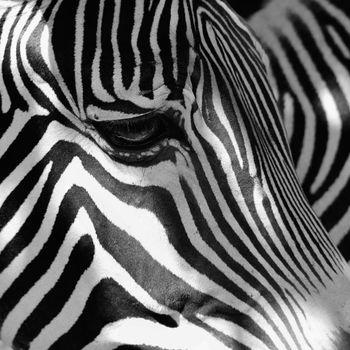 A beautiful shot of an animal in nature. Eye of zebra.