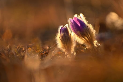 Spring flowers. Beautifully blossoming pasque flower and sun with a natural colored background. (Pulsatilla grandis)