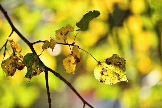 Autumn. Beautiful colorful leaves on trees in autumn time. Natural seasonal color background. 