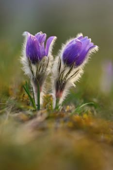 Springtime and spring flower. Beautiful purple little furry pasque-flower. (Pulsatilla grandis) Blooming on spring meadow at the sunset. Nature colorful background.