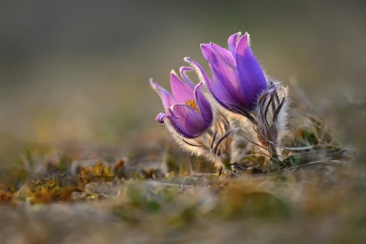 Springtime and spring flower. Beautiful purple little furry pasque-flower. (Pulsatilla grandis) Blooming on spring meadow at the sunset. Nature colorful background.