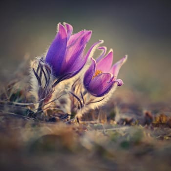 Springtime and spring flower. Beautiful purple little furry pasque-flower. (Pulsatilla grandis) Blooming on spring meadow at the sunset. Nature colorful background.