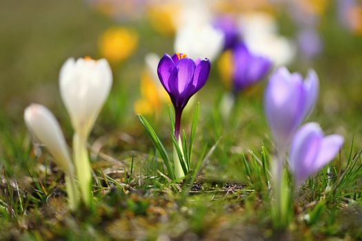 Beautiful spring background. Close-up of a group of blooming colorful crocus flowers (Crocus vernus)