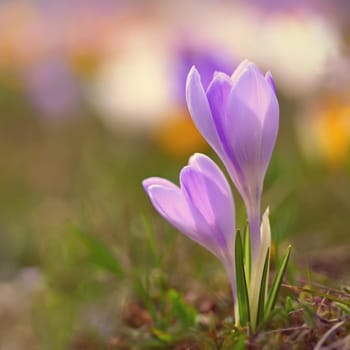 Spring flowers. Colorful nature background. Close-up of a group of blooming colorful crocus. (Crocus vernus)