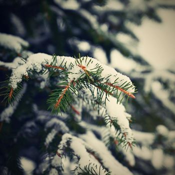 Snowy coniferous Christmas tree. Concept for winter and Christmas time.