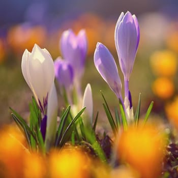 Spring flowers. Colorful nature background. Close-up of a group of blooming colorful crocus. (Crocus vernus)