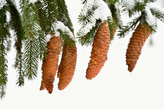 Snowy cones on a coniferous tree in winter.