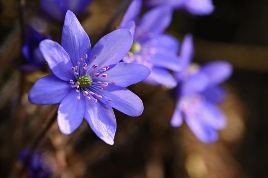 Spring flower. Beautiful purple plant in the forest. Colorful natural background. (Hepatica nobilis)