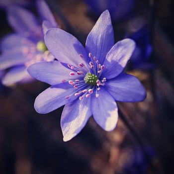 Spring flower. Beautiful purple plant in the forest. Colorful natural background. (Hepatica nobilis)