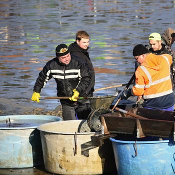 11 November 2017 brno Czech Republic. Traditional autumn catch of ponds. Czech pre-Christmas tradition. 