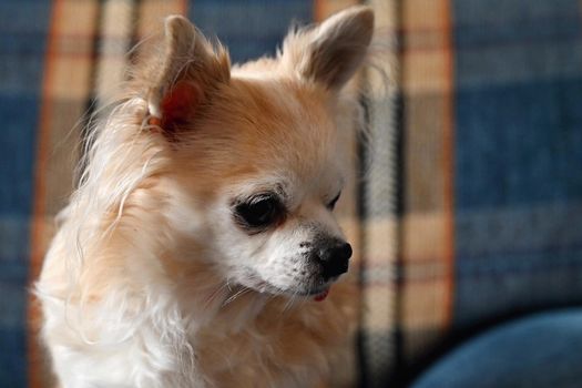 Beautiful little pet. Dog - Chihuahua.