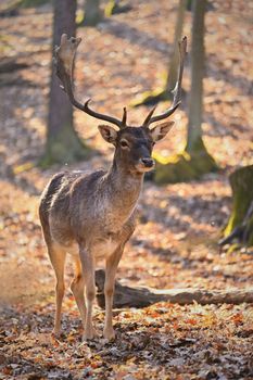 Beautiful animal in a wild  nature. Fallow deer (Dama dama) Colorful natural background