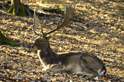 Beautiful animal in a wild  nature. Fallow deer (Dama dama) Colorful natural background