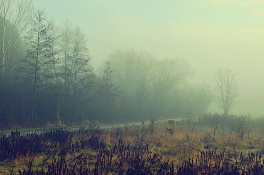 Beautiful shot of morning nature with landscape, fog and sun.