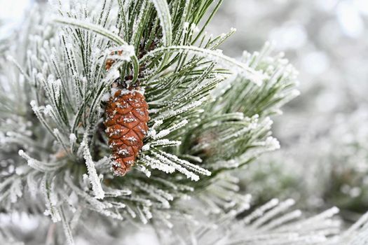 Beautiful winter frost. Branches of pine and cones in nature.