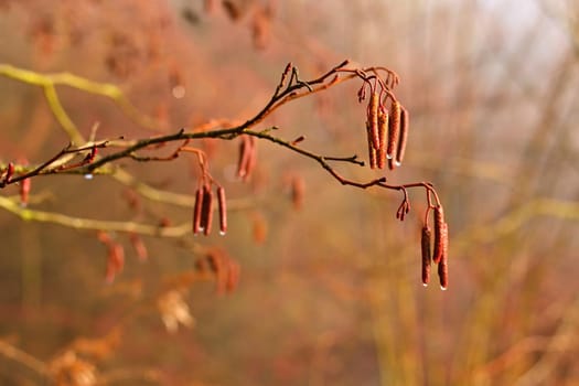 Beautiful shot of tree with berries. Colorful nature background with sun. Alnus incana - Moench.